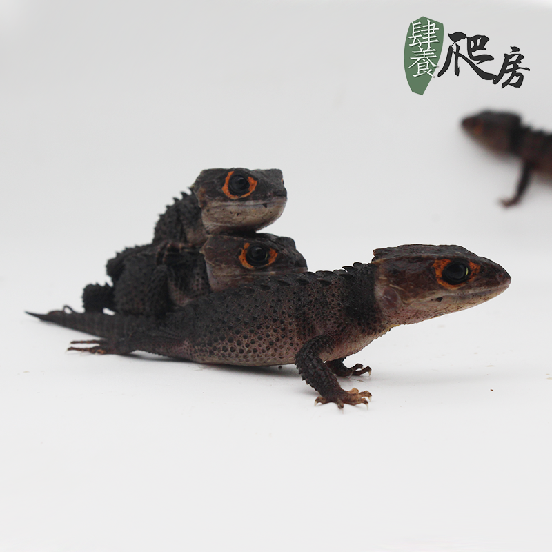 ht红眼鹰蜥 | 大亚成 (15-20cm)