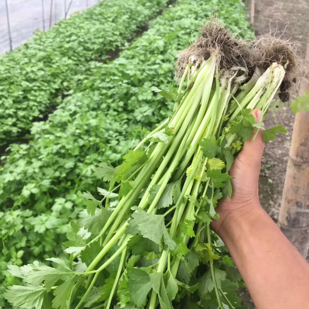 高山土芹菜500克