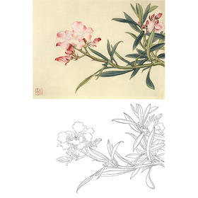 俞致贞工笔花鸟白描底稿-花卉桃花《夹竹桃》-斗方小品册页-JV61