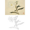 俞致贞工笔花鸟白描底稿-花卉百合花-斗方小品册页-JV62 商品缩略图0