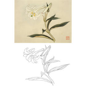 俞致贞工笔花鸟白描底稿-花卉百合花-斗方小品册页-JV62