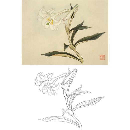 俞致贞工笔花鸟白描底稿-花卉百合花-斗方小品册页-JV62 商品图0