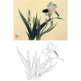 俞致贞工笔花鸟白描底稿-花卉《玉蝉花》-斗方小品册页-JV56
