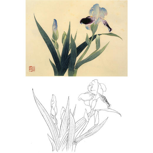 俞致贞工笔花鸟白描底稿-花卉《玉蝉花》-斗方小品册页-JV56 商品图0