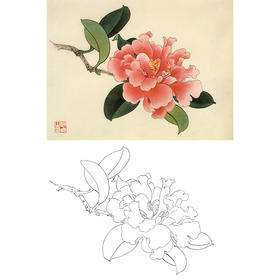 俞致贞工笔花鸟白描底稿-茶花花卉-斗方小品册页-JV64