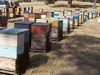 澳洲Harden'sOwnHoney 哈登MG083+麦卢卡蜂蜜 500g（22年4月） 商品缩略图1