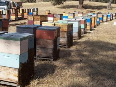 澳洲Harden'sOwnHoney 哈登MG083+麦卢卡蜂蜜 500g（22年4月） 商品图1