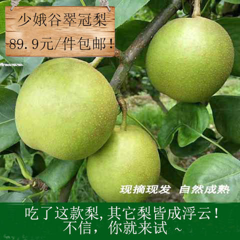 少娥谷翠冠梨新鲜开售！（请选择配送区域！）包邮！ 商品图4