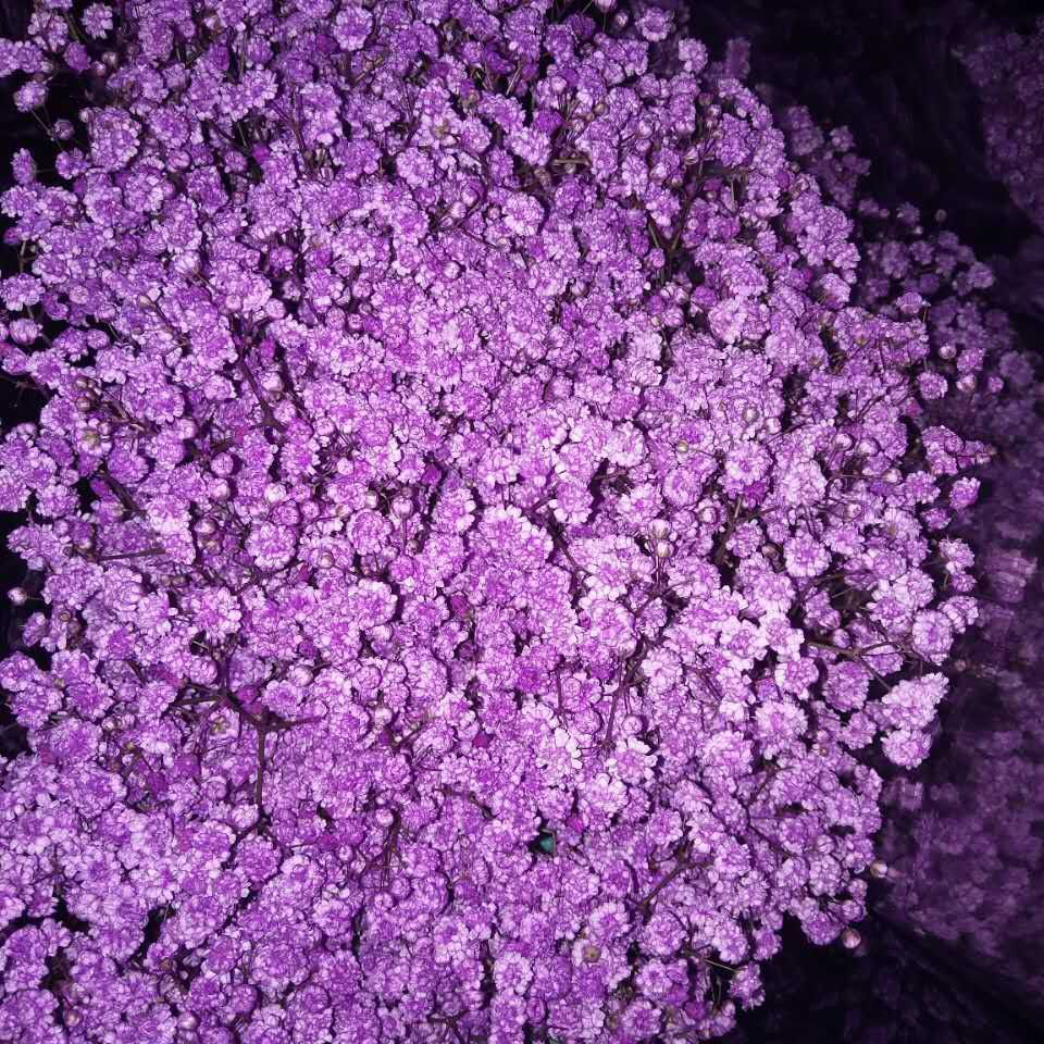 染色百万星-紫色