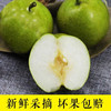 少娥谷翠冠梨新鲜开售！（请选择配送区域！）包邮！ 商品缩略图6