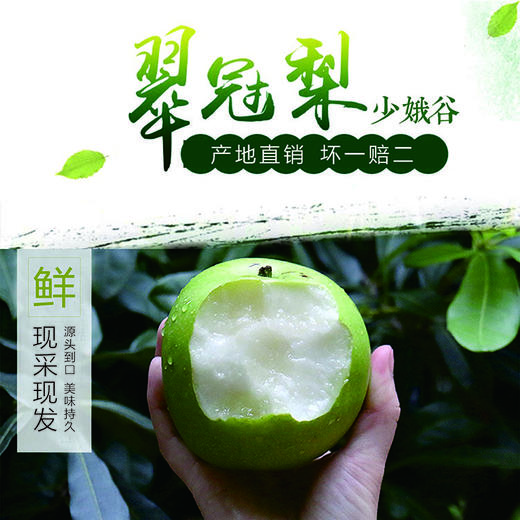 少娥谷翠冠梨新鲜开售！（请选择配送区域！）包邮！ 商品图0