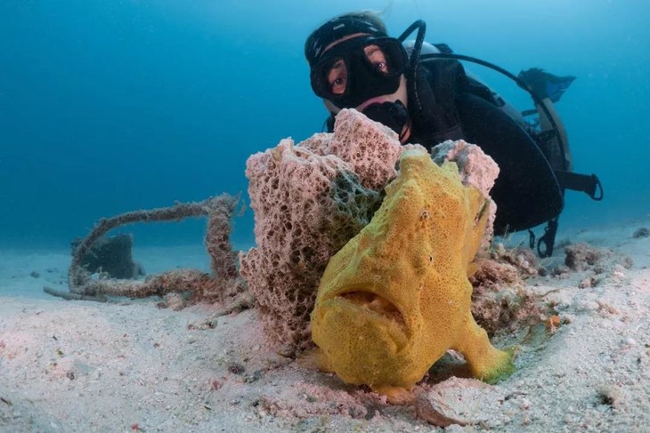 因其适宜海水温度和咸度,海绵的生长非常好,但是个头长的很慢,每年