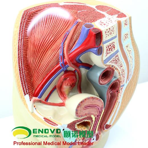 现货速发【医教模型】ENOVO颐诺女性盆腔解剖模型生殖泌尿子宫妇科医学模型骨盆模型 商品图3