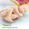 现货速发【医教模型】ENOVO颐诺 人体女性妊娠足月胎儿盆腔模型 商品缩略图3