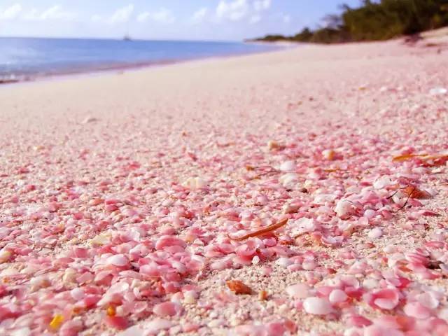 粉色沙滩,其实是由白色沙滩和一种叫孔虫的残骸在一起组成的,远处海水