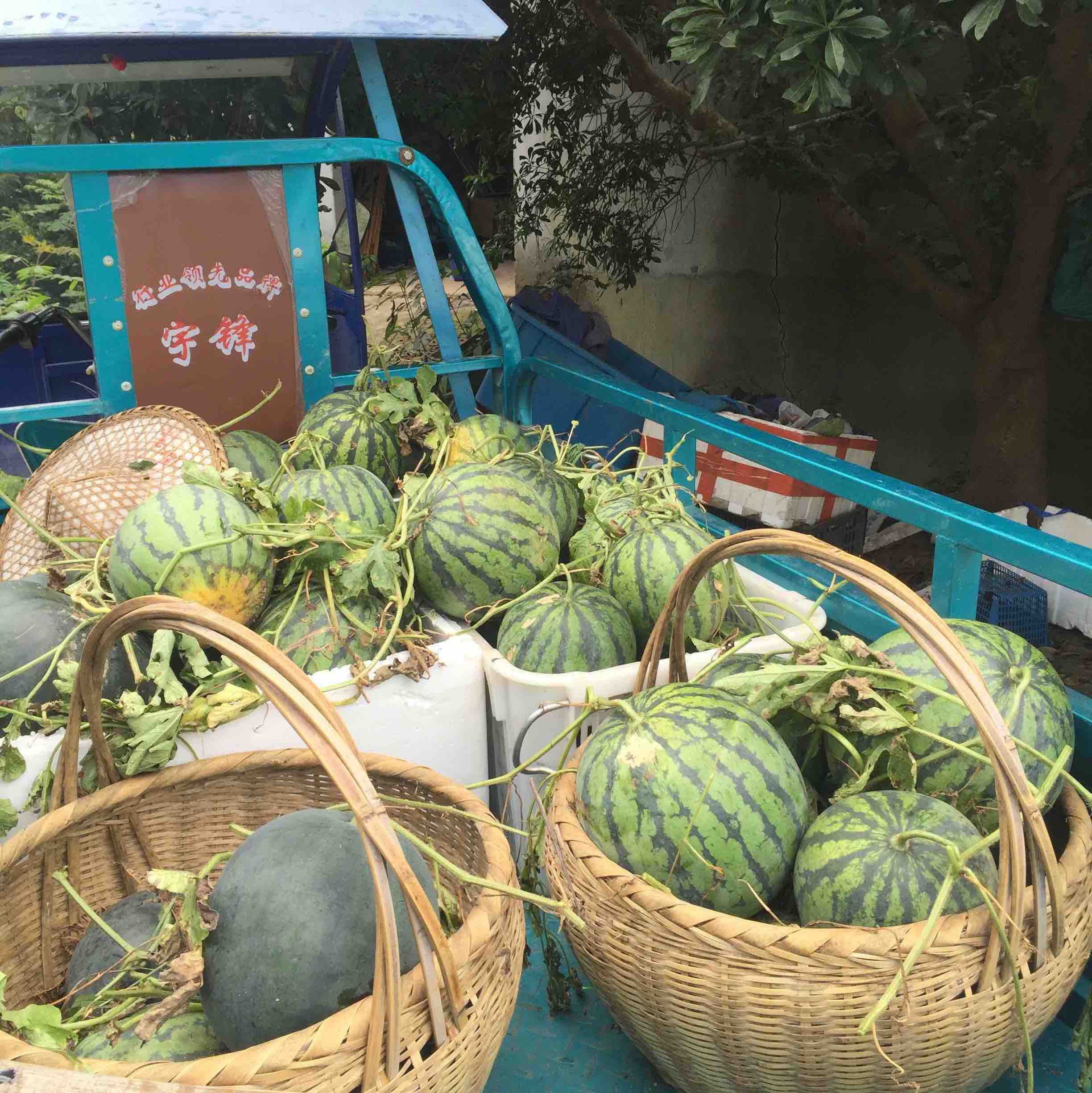 高山麒麟瓜