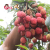 【荔枝之王】糯米糍荔枝新鲜现摘 商品缩略图1