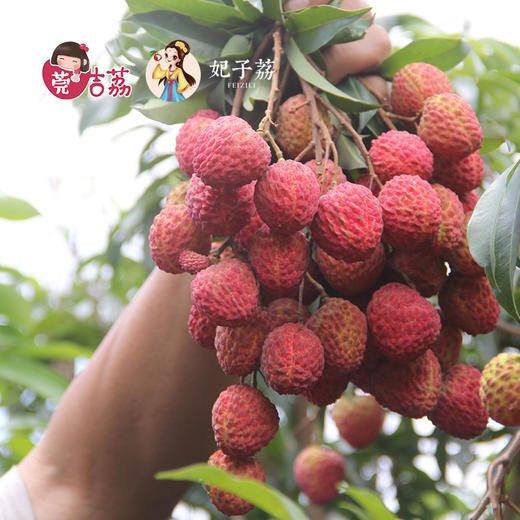 【荔枝之王】糯米糍荔枝新鲜现摘 商品图1