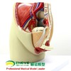 现货速发【医教模型】ENOVO颐诺女性盆腔解剖模型生殖泌尿子宫妇科医学模型骨盆模型 商品缩略图2