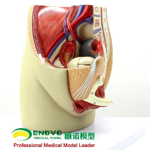 现货速发【医教模型】ENOVO颐诺女性盆腔解剖模型生殖泌尿子宫妇科医学模型骨盆模型 商品图2