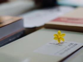 收看 | 《红楼梦》中的花花草草