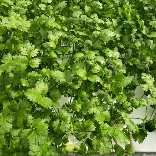 芫荽 100g/袋 商品图0