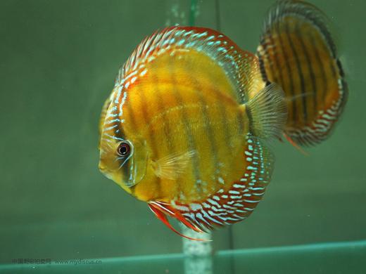 A347 特隆贝塔红彩 16-17cm 公 商品图0