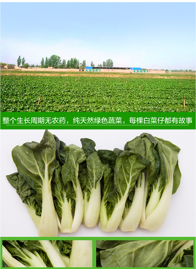 供港澳蔬菜拼箱 菜心芥蓝白菜仔各1斤共3斤