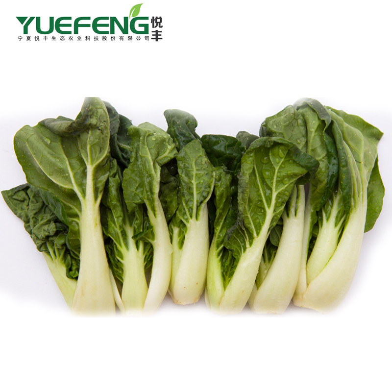 供港澳蔬菜拼箱 菜心芥蓝白菜仔各1斤共3斤