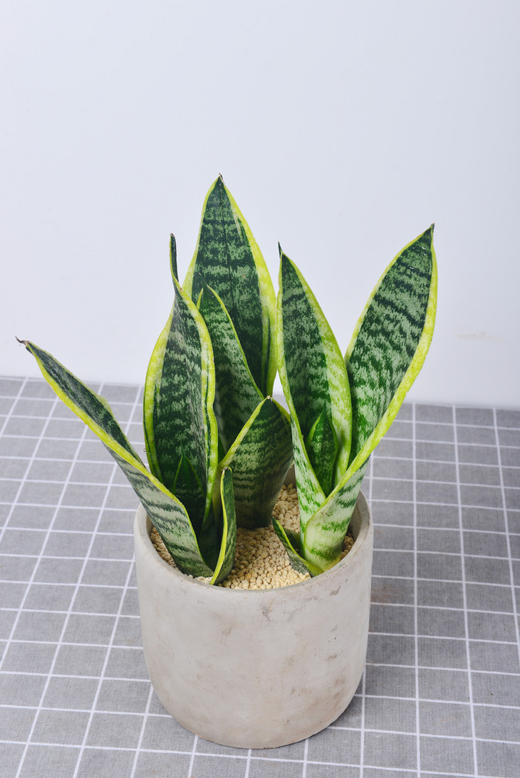 城市花香 颜色分类: 水泥盆金边虎皮兰 高度: 36cm 植物品种: 虎皮兰