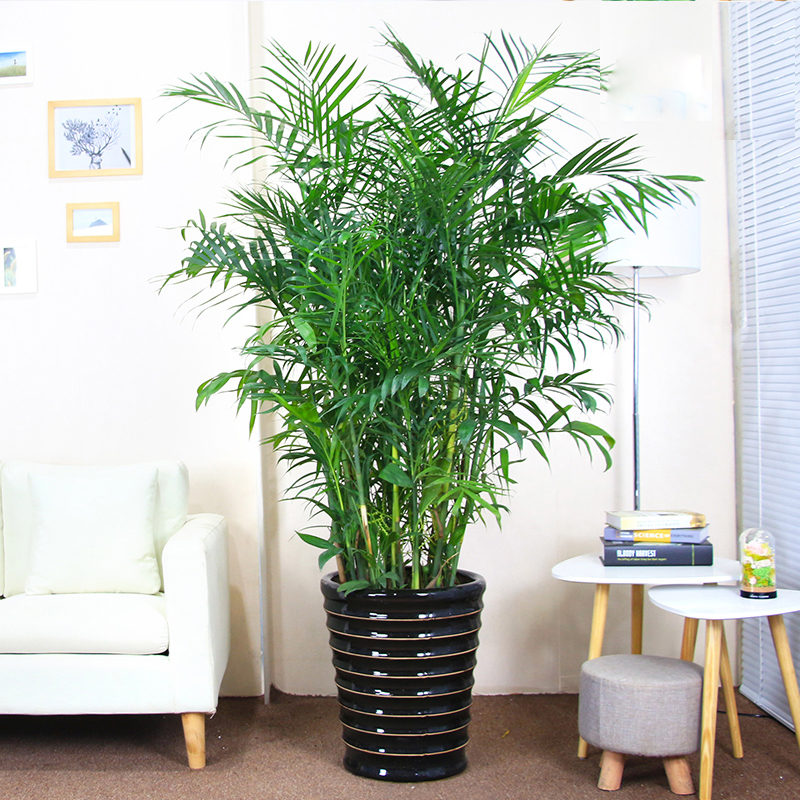夏威夷竹子绿植盆栽(高约1米5)-室内大型植物吸甲醛净化空气(盆子随机