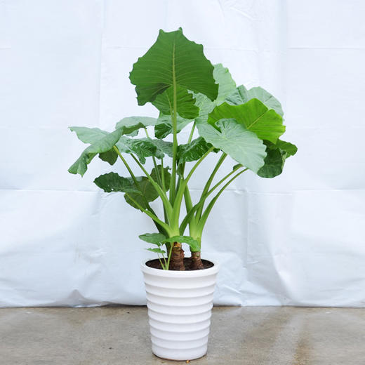 滴水观音绿植盆栽（高约1米3）-室内大型绿植净化空气植物（盆子随机） 商品图1