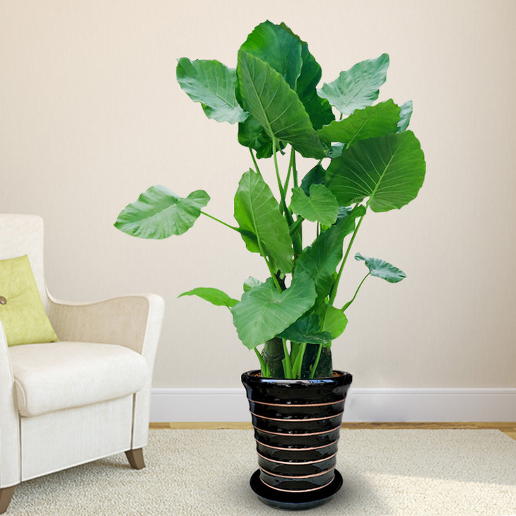 滴水观音绿植盆栽(高约1米3)-室内大型绿植净化空气植物(盆子随机)