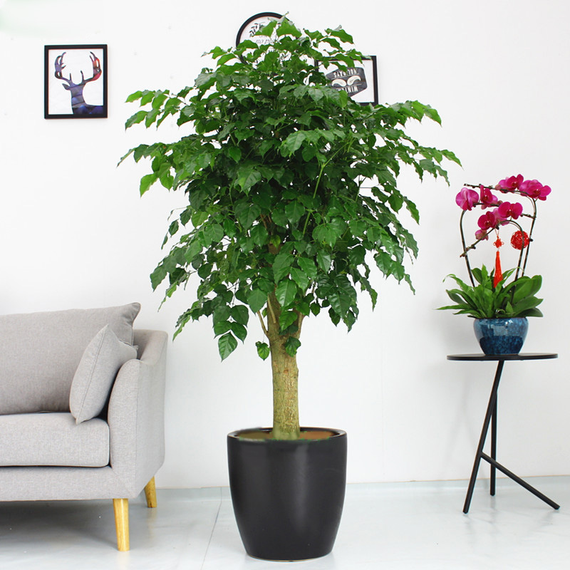 绿宝绿植盆栽(高约1米5)-客厅办公室花卉绿植净化空气