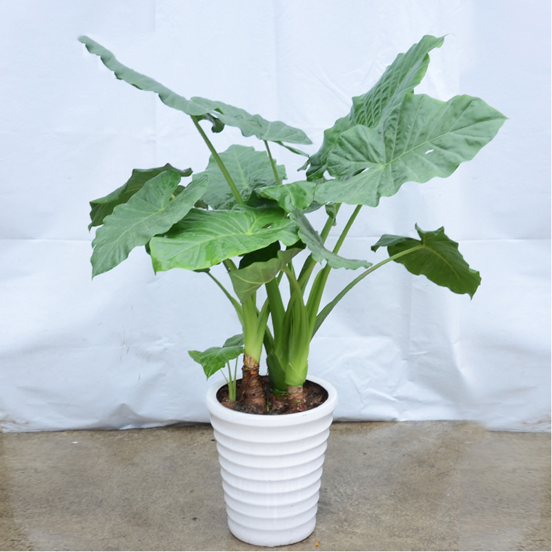 滴水观音绿植盆栽(高约1米3)-室内大型绿植净化空气植物(盆子随机)