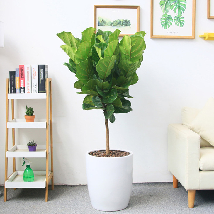 琴叶榕绿植盆栽-客厅大型绿植室内网红植物棒棒糖型(盆子随机)