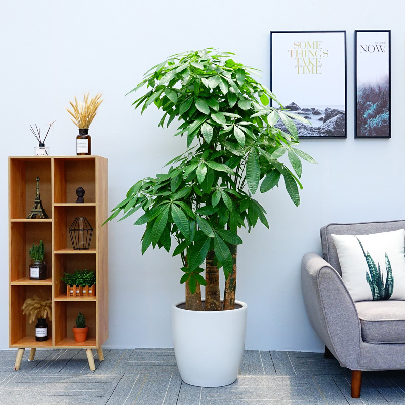 【快速送达】步步高三杆发财树绿植盆栽(高约1米6)-送开业开张乔迁之