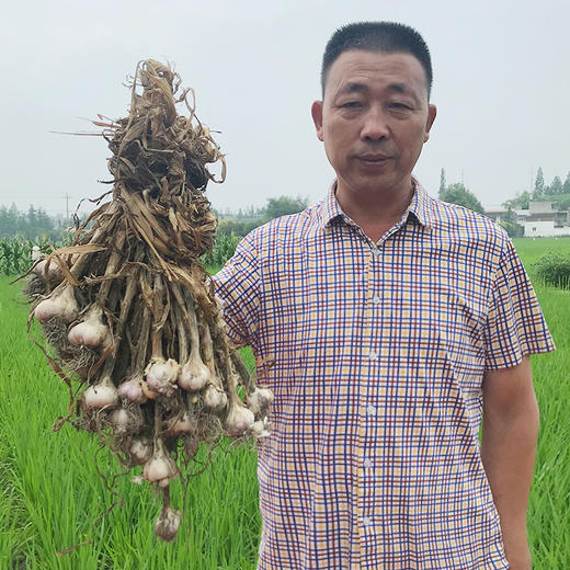 国家地标产品 | 成都温江大蒜蒜瓣 蒜香浓郁 味浓辛辣 蒜瓣饱满 烹饪必备 商品图4