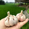 国家地标产品 | 成都温江大蒜蒜瓣 蒜香浓郁 味浓辛辣 蒜瓣饱满 烹饪必备 商品缩略图3