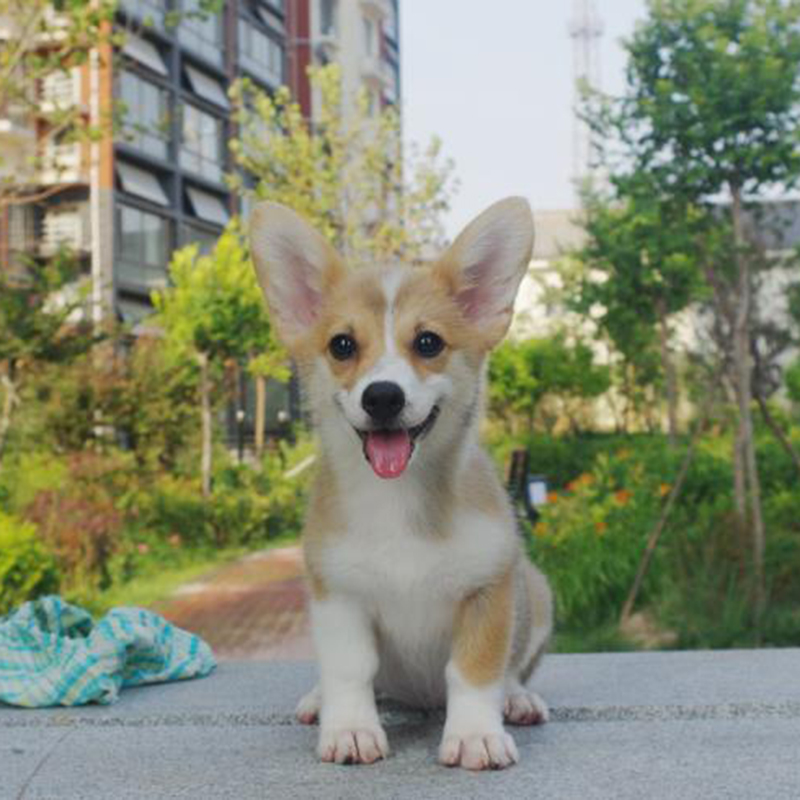 威尔士柯基犬纯种幼犬宠物狗狗双色柯基活体三色柯基小短腿大屁股