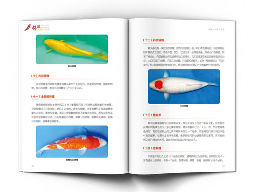 锦鲤的养护与鉴赏 商品图4