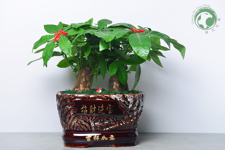 招财进宝发财树