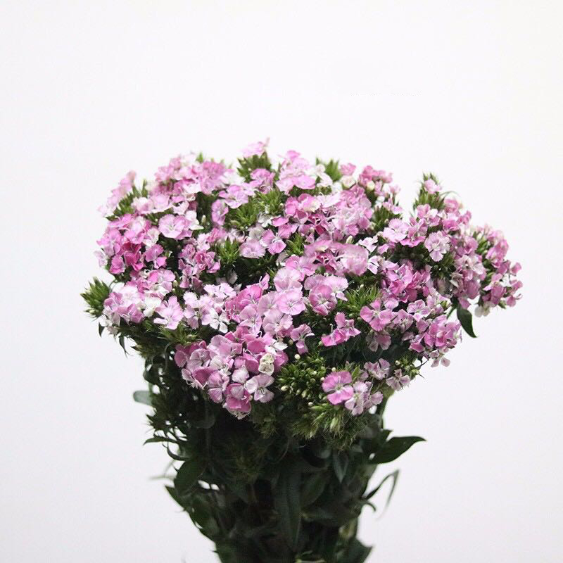 仨- ˼÷/ʯ÷