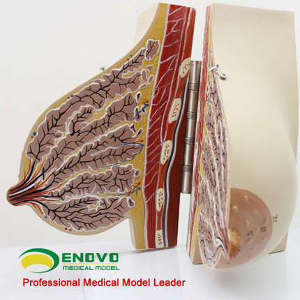 现货速发【医教模型】ENOVO颐诺乳房模型-女性哺乳期乳腺解剖模型