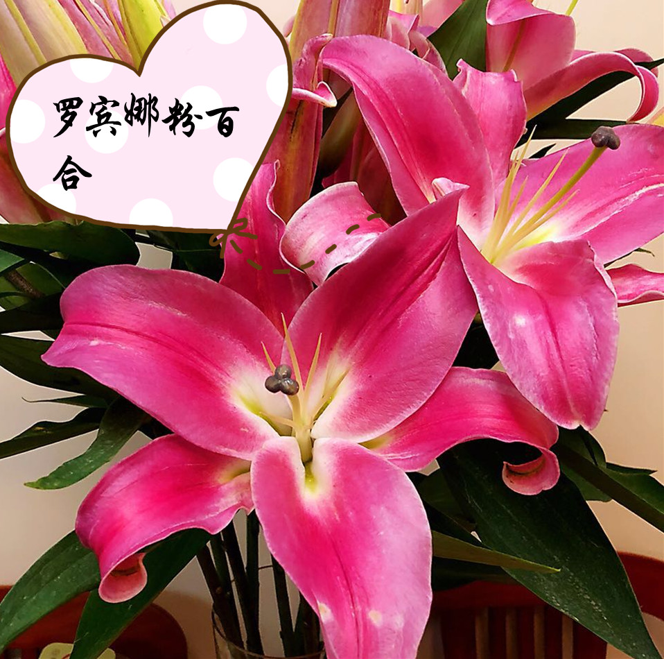 双头罗宾百合 10支
