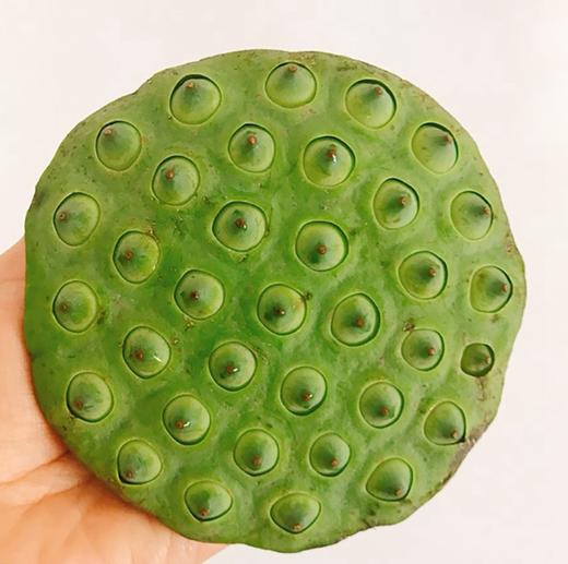  超大个的微山湖野生莲蓬 可生吃可煲汤烧菜 3斤顺丰包邮|百里食 商品图0