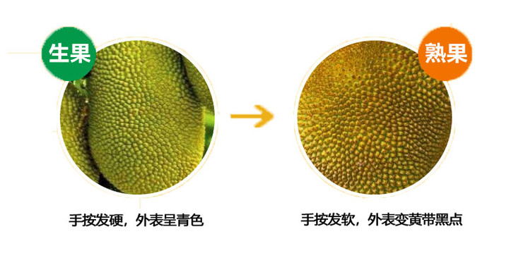 菠萝蜜好吃营养多,特别是蛋白质,维生素以及微量元素的含量比其他