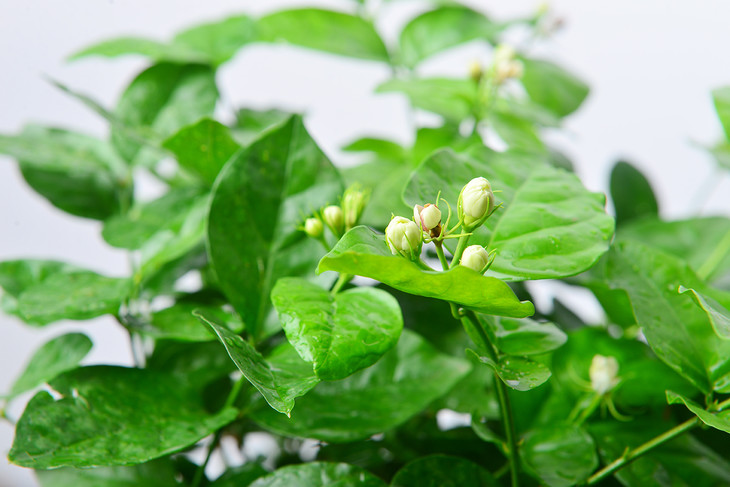 水泥盆茉莉花