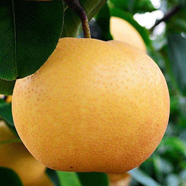 水果 植物 600_600 gif 动态图 动图