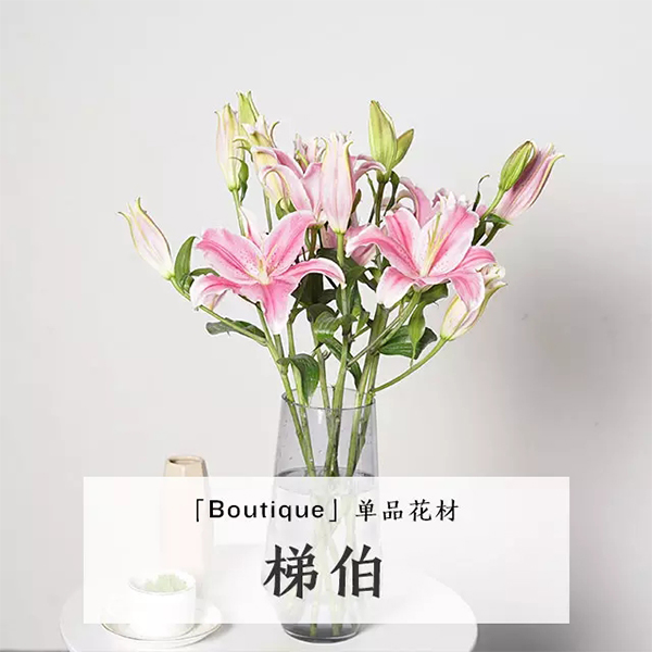 『花材』梯伯百合
